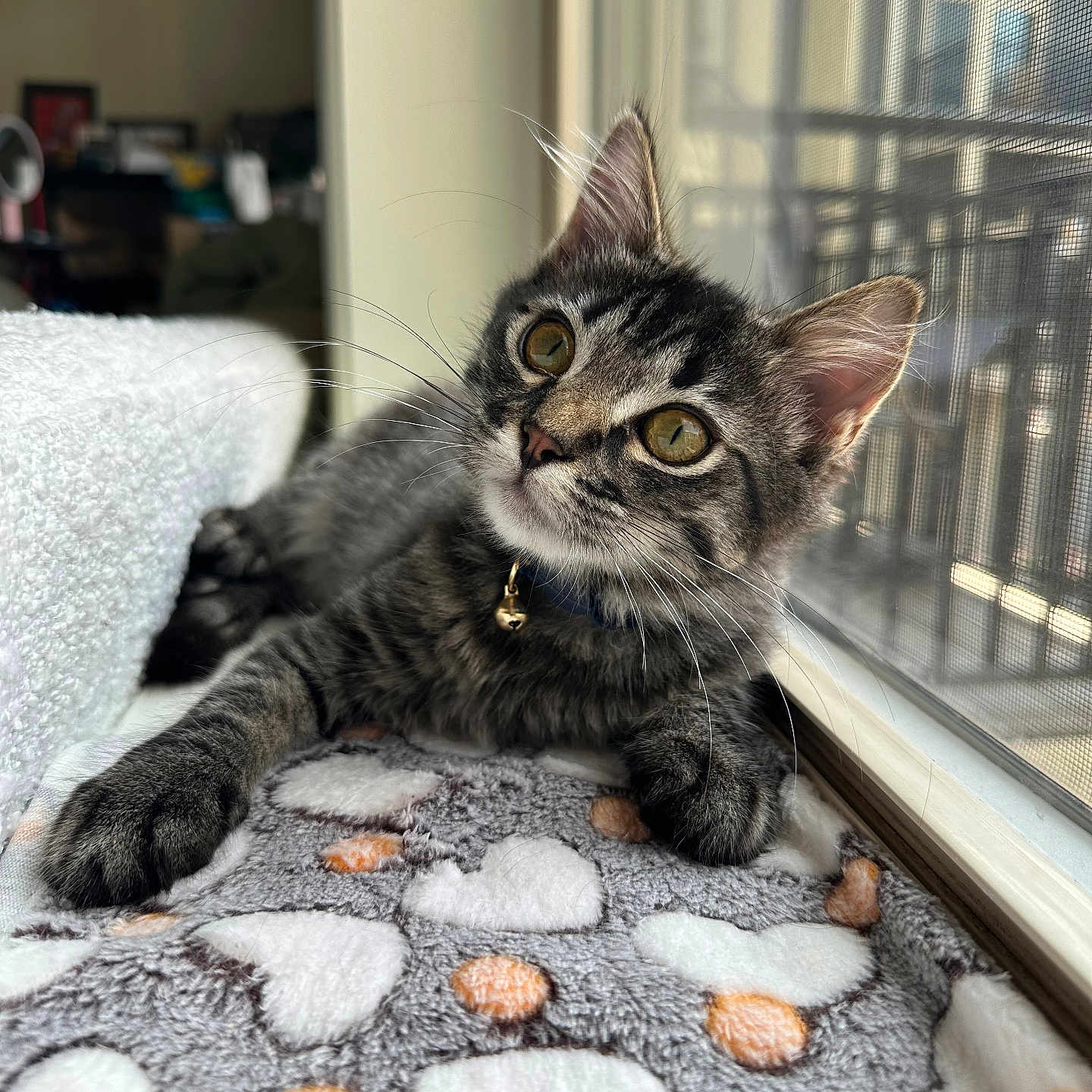 Oakley is registered to the contest to win money with this photo: cat, kitten, tabby, pet, indoor, window, blanket, heart_pattern, collar, whiskers, curious, feline, resting, sunlight, close_up, cute, young_cat, domestic_animal, cozy, portrait