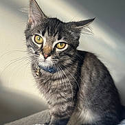 Oakley joined the competition — help win amazing prizes! cat, tabby, yellow_eyes, whiskers, collar, bell, fur, pet, animal, indoor, blanket, soft, sunlight, portrait, curious, feline, closeup, cute, sitting, domestic