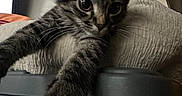 Oakley is registered to the contest to win money with this photo: kitten, cat, tabby, paw, feline, pet, indoor, blanket, fur, whiskers, cute, closeup, curious, young, animal, resting, soft, cozy, home, red_cap