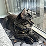 Oakley is registered to the contest to win money with this photo: cat, kitten, tabby, pet, indoor, window, collar, bell, blanket, heart_pattern, feline, fur, whiskers, paw, mesh_screen, daylight, resting, curious, closeup, animal