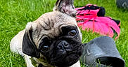 Harley is registered to the contest to win money with this photo: animal, black, collar, cute, dog, ear, face, footwear, gloves, grass, green, nature, outdoor, pet, playful, pug, puppy, summer, tan, young