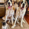 Harley is registered to the contest to win money with this photo: animal, brown, carpet, companion, cute, dog, domestic_animal, floor, furniture, happy, household, indoor, living_room, pet, portrait, pug, saint_bernard, sitting, tongue_out, white