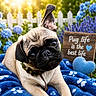 adorable, animal, blanket, blue, closeup, cute, dog, ear, fence, flower, garden, grass, head_tilt, heart, outdoor, pet, pug, puppy, sign, sunlight