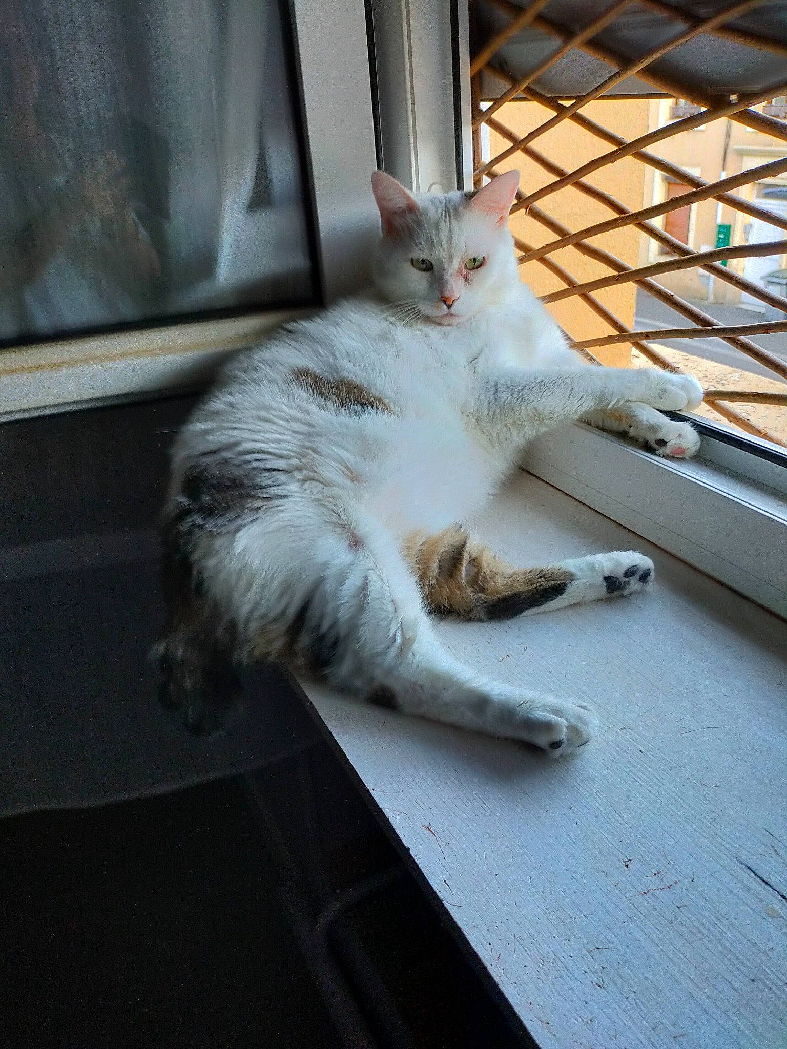 Milk a rejoint le concours — aidez-le/la à gagner de superbes lots ! carnivore, cat, claw, comfort, domestic_short_haired_cat, fawn, felidae, foot, fur, metal, paw, sitting, small_to_medium_sized_cats, snout, tail, whiskers, window, wood