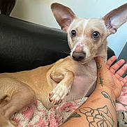 Ace Brown joined the competition — help win amazing prizes! dog, tan_dog, large_ears, blanket, pink_blanket, tattooed_arm, couch, black_couch, indoor, pet, relaxed, comfort, fur, paw, face, human_hand, closeup, resting, domestic_animal, companion