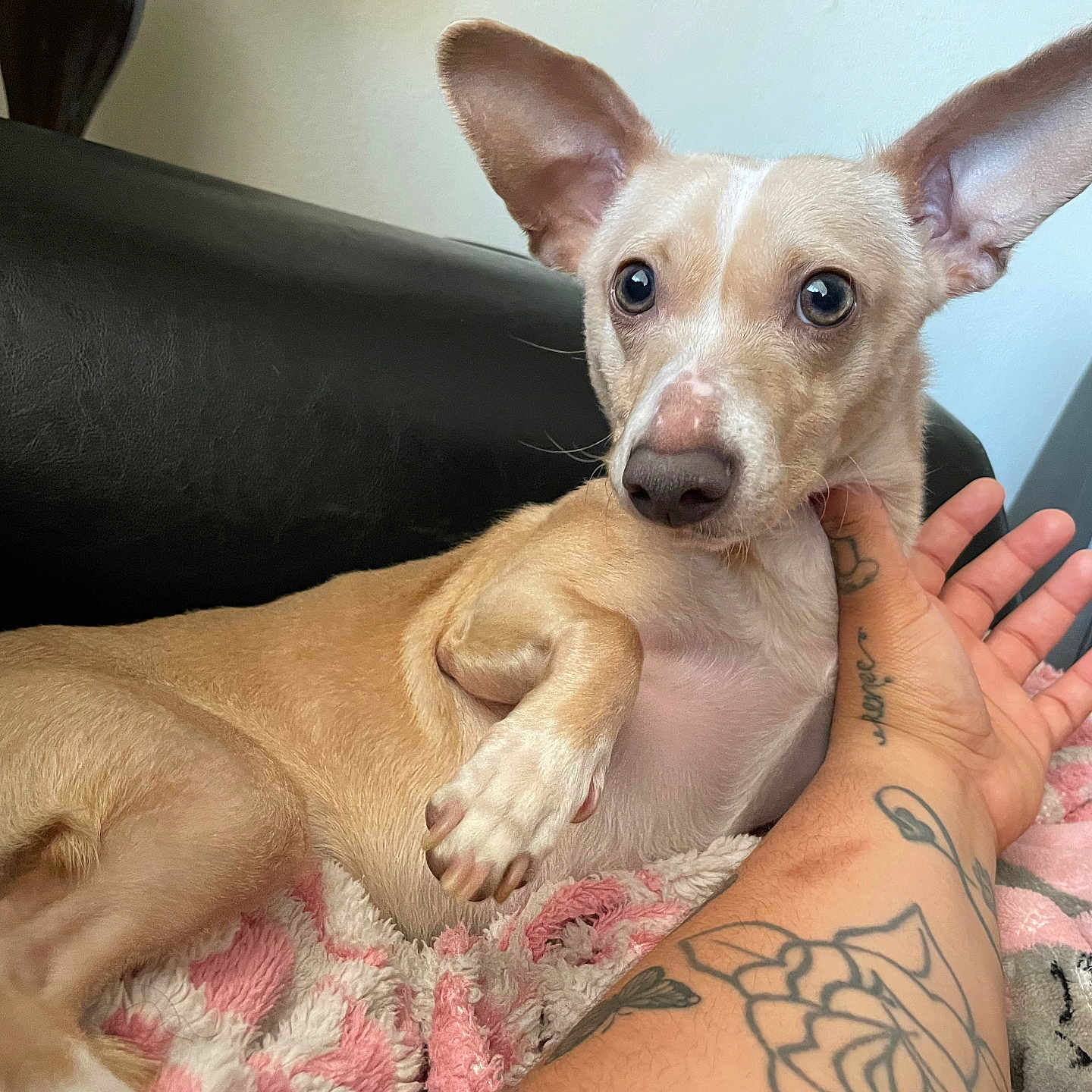 Ace Brown joined the competition — help win amazing prizes! black_couch, blanket, closeup, comfort, companion, couch, dog, domestic_animal, face, fur, human_hand, indoor, large_ears, paw, pet, pink_blanket, relaxed, resting, tan_dog, tattooed_arm