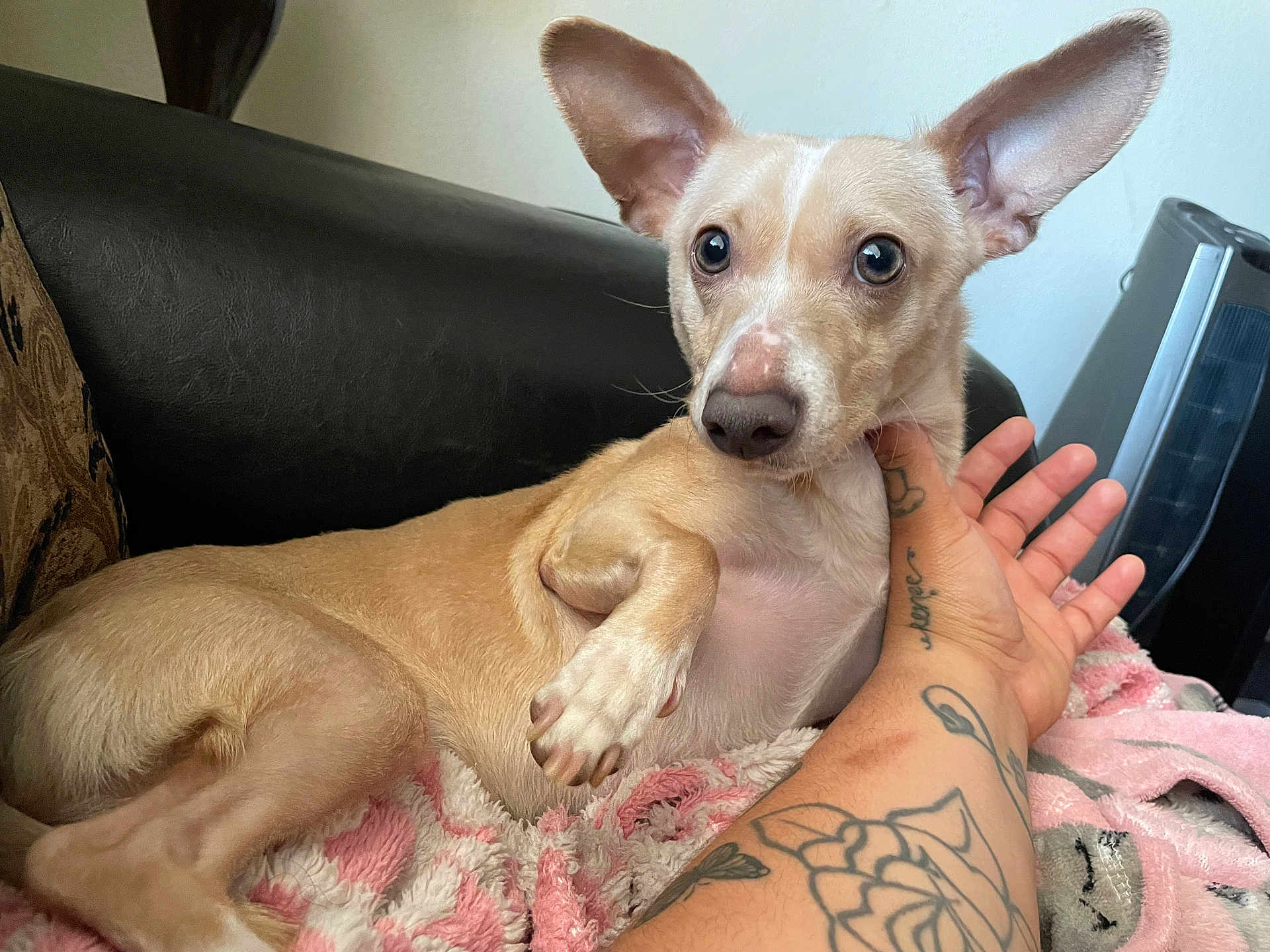 Ace Brown joined the competition — help win amazing prizes! dog, tan_dog, large_ears, blanket, pink_blanket, tattooed_arm, couch, black_couch, indoor, pet, relaxed, comfort, fur, paw, face, human_hand, closeup, resting, domestic_animal, companion