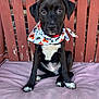 puppy, dog, black_dog, white_markings, bandana, halloween, pumpkin, bat, bench, wooden_bench, pink_cushion, pet, animal, cute, sitting, portrait, outdoor, young_dog, looking_at_camera, adorable