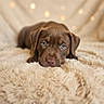 puppy, dog, brown_dog, fluffy_blanket, soft_texture, close_up, portrait, indoors, bokeh, cute, animal, pet, lying_down, resting, cozy, warm_lighting, shallow_depth_of_field, focus_on_face, sleepy, fur