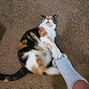 Paprika joined the competition — help win amazing prizes! cat, calico, sock, foot, carpet, playful, startled, pet, animal, indoor, claw, paw, fur, white, orange, black, cute, expression, grip, interaction