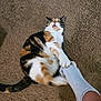 cat, calico, sock, foot, carpet, playful, startled, pet, animal, indoor, claw, paw, fur, white, orange, black, cute, expression, grip, interaction