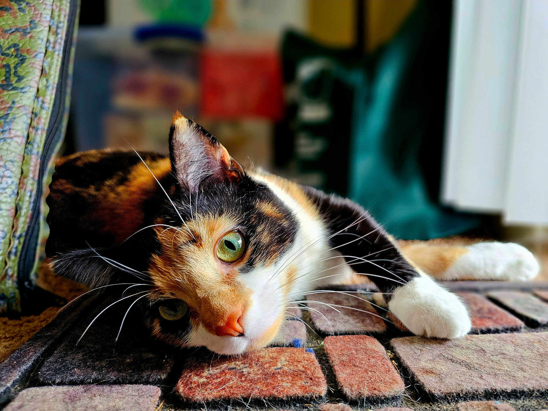 Paprika is registered to the contest to win money with this photo: cat, calico_cat, indoor, laying_down, green_eyes, whiskers, fur, close_up, pet, relaxed, curious, floor, rug, texture, animal, domestic_cat, cute, feline, resting, portrait