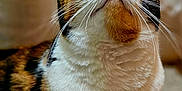 Paprika is registered to the contest to win money with this photo: cat, calico, close_up, fur, whiskers, green_eyes, looking_up, pet, animal, cute, curious, indoor, fluffy, mammal, portrait, feline, domestic_cat, face, nose, ears