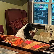 Grace joined the competition — help win amazing prizes! animal, armchair, black_and_white, blanket, couch, cozy, decor, dog, furniture, home, indoor, living_room, outdoor_view, patio, pet, pillow, relaxation, seated, table, window