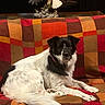 Grace joined the competition — help win amazing prizes! animal, black_and_white, blanket, canine, checkered, companion, couch, cozy, decor, dog, fur, furniture, indoor, living_room, pet, relaxed, resting, seated, statue, table