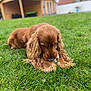 dog, brown_dog, grass, outdoor, pet, playing, ball, long_ears, canine, lawn, garden, fur, animal, chewing, daylight, backyard, focus, nature, wooden_shed, fence