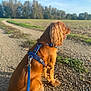 dog, golden_brown, leash, harness, sitting, gravel_path, outdoor, field, trees, blue_sky, sunlight, pet, canine, fur, nature, daytime, animal, looking_away, peaceful, landscape