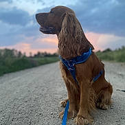 Nouki participe au concours pour gagner de l'argent avec cette photo : dog, brown_dog, long_ears, sitting, harness, leash, outdoor, gravel_path, sunset, sky, clouds, nature, canine, pet, animal, quiet, calm, landscape, evening, portrait
