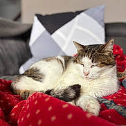 Bella participe au concours pour gagner de l'argent avec cette photo : cat, tabby, white, sleeping, blanket, red, couch, pillow, geometric_pattern, indoor, cozy, pet, feline, relaxing, fur, resting, soft, domestic, home, comfort