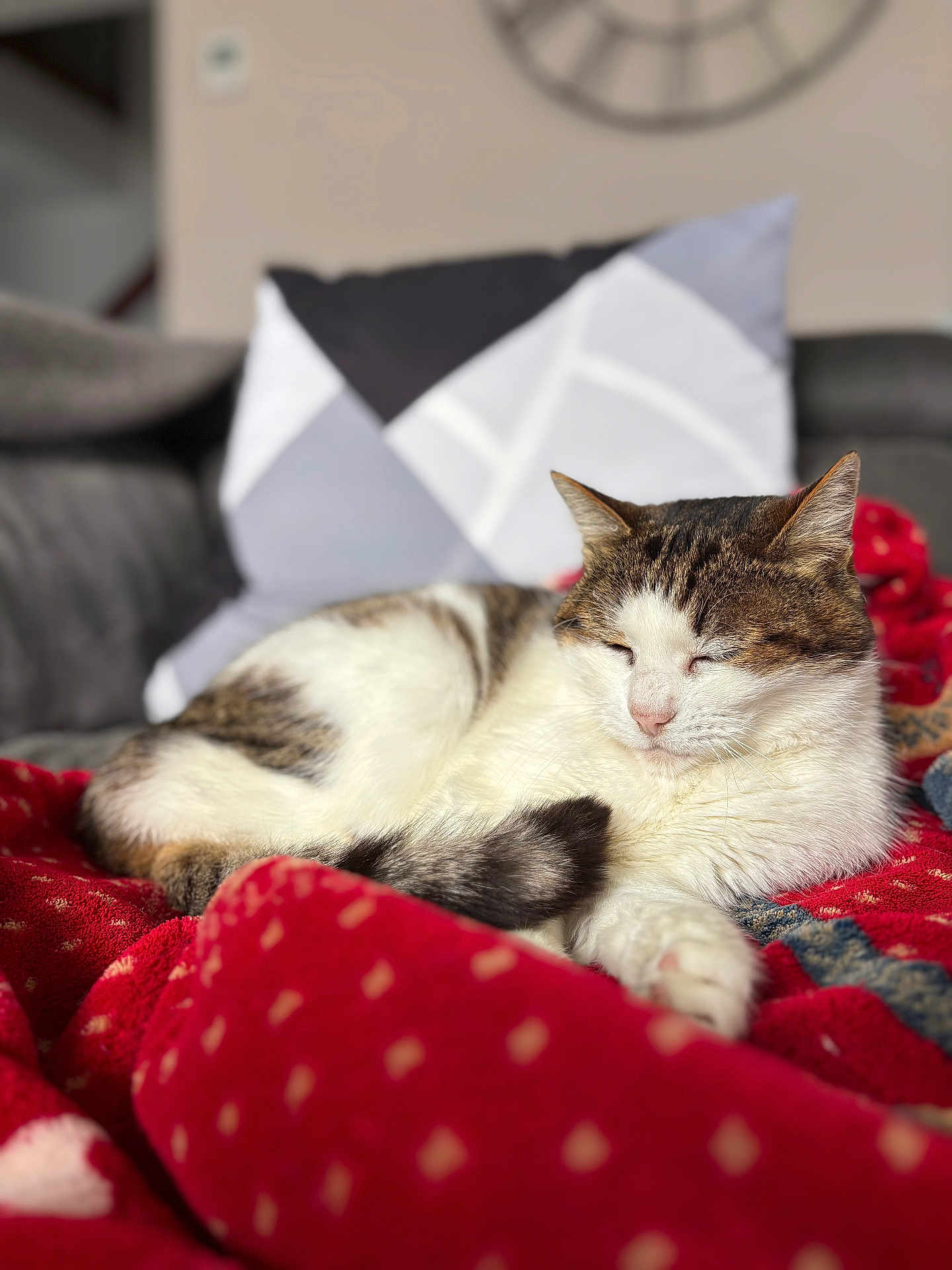 Bella participe au concours pour gagner de l'argent avec cette photo : cat, tabby, white, sleeping, blanket, red, couch, pillow, geometric_pattern, indoor, cozy, pet, feline, relaxing, fur, resting, soft, domestic, home, comfort