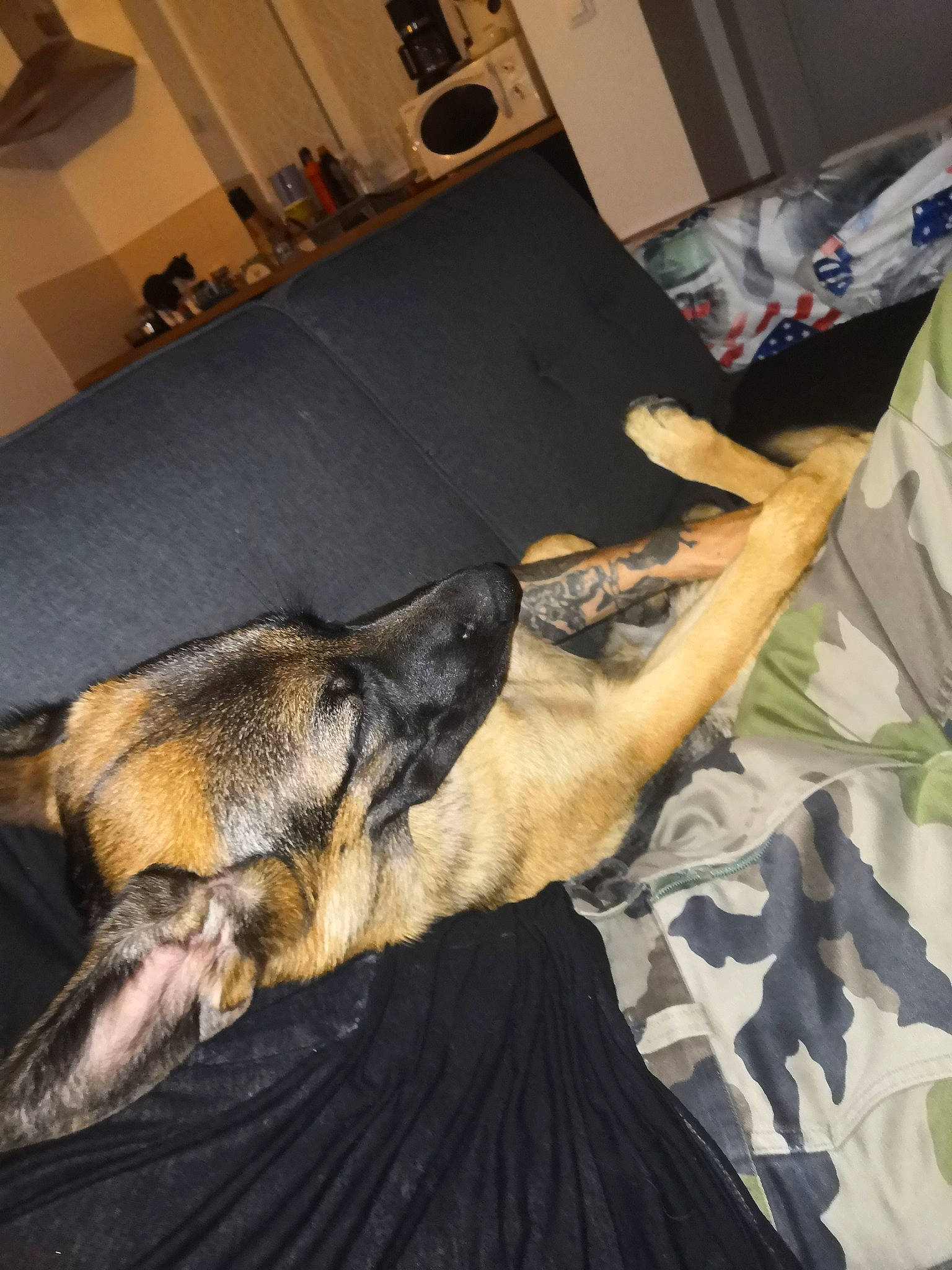 Prisca participe au concours pour gagner de l'argent avec cette photo : canidae, carnivore, dog, dog_breed, ear, fawn, german_shepherd_dog, tail