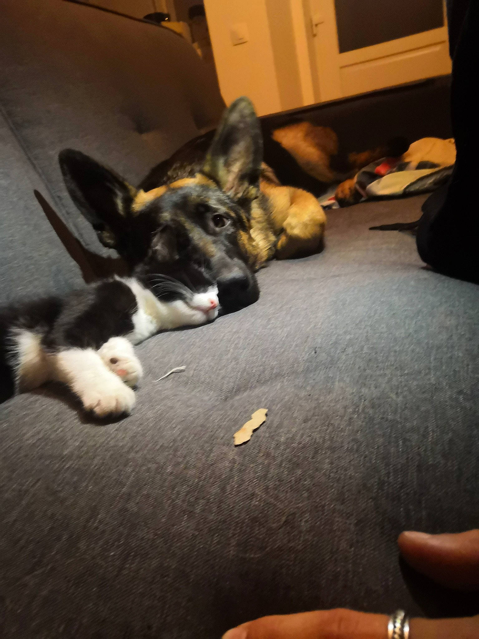 Prisca a rejoint le concours — aidez-le/la à gagner de superbes lots ! canidae, cardigan_welsh_corgi, carnivore, cat, dog, dog_breed, ear, floor, mammal, paw, pembroke_welsh_corgi, puppy, snout, welsh_corgi, whiskers