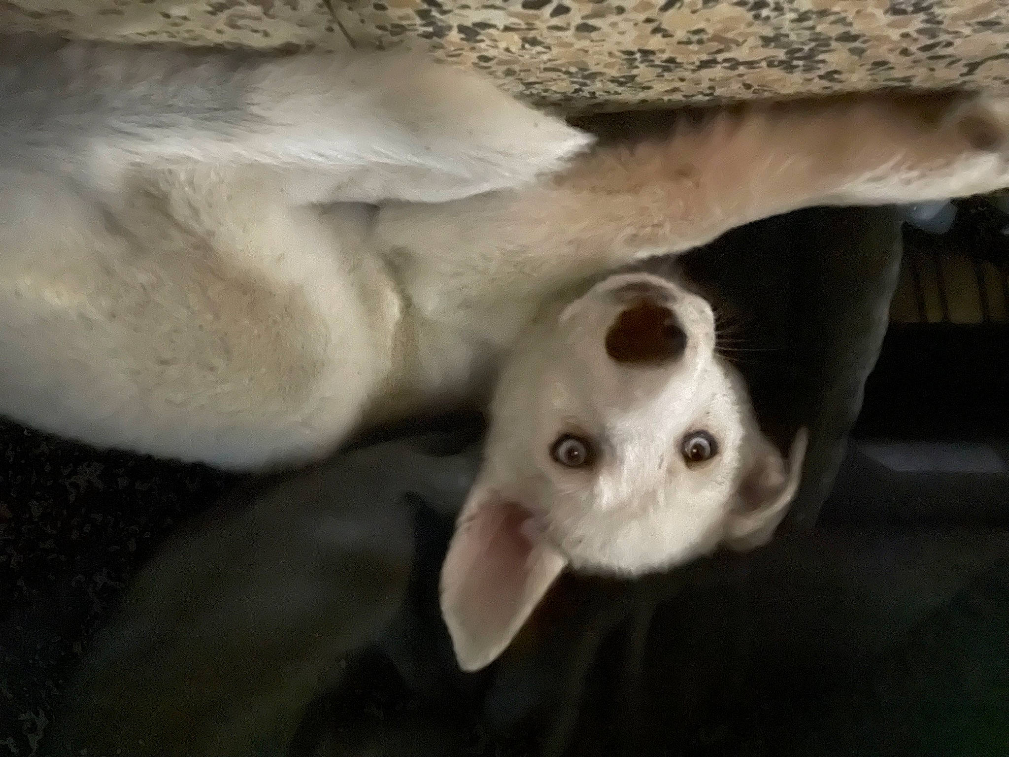 Raya participe au concours pour gagner de l'argent avec cette photo : art, bone, carnivore, dog, dog_breed, eye, fawn, felidae, hand, head, jaw, nose, skeleton, skull, small_to_medium_sized_cats, snout, terrestrial_animal, whiskers, wood, working_animal