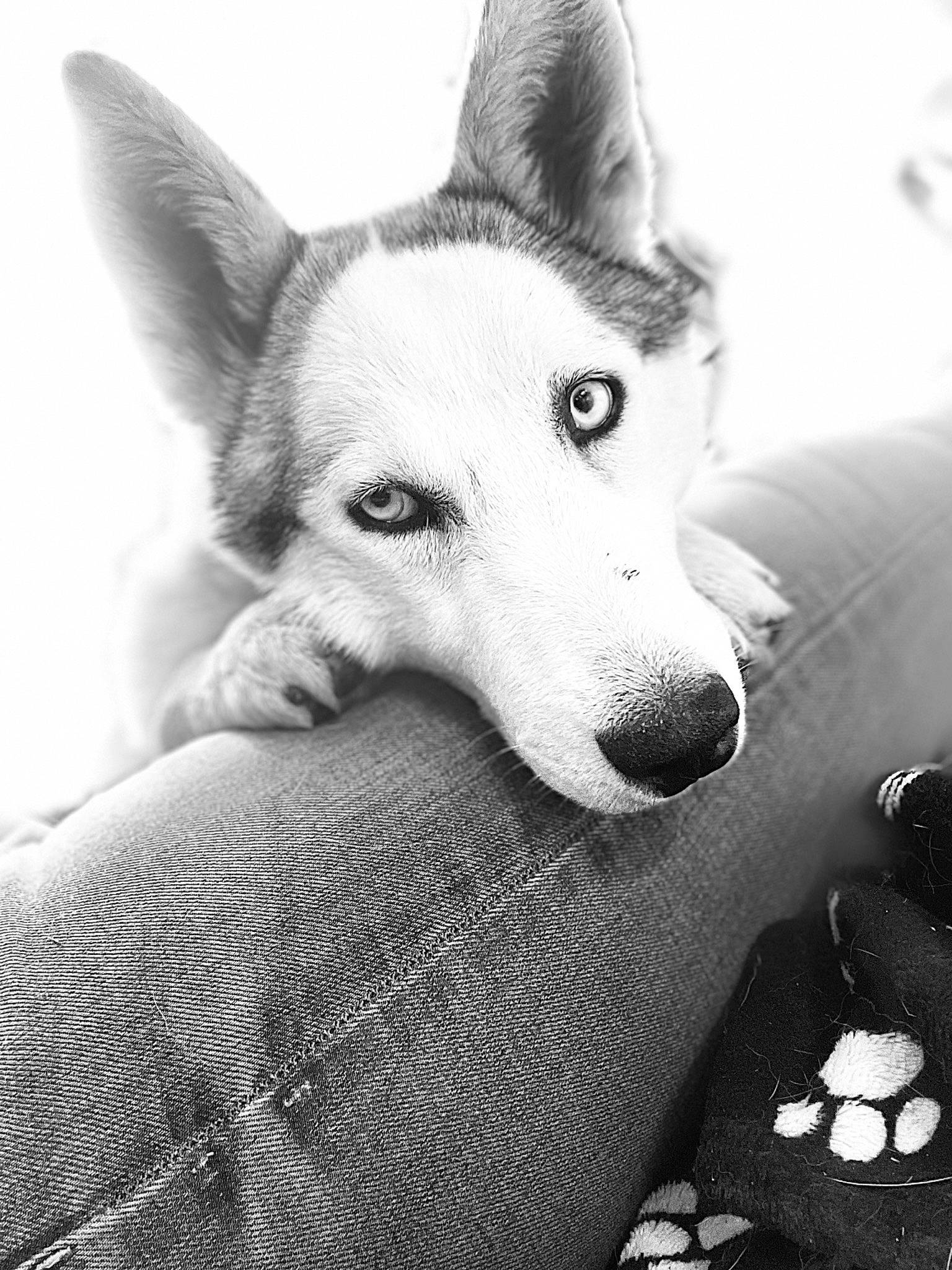 Raya a rejoint le concours — aidez-le/la à gagner de superbes lots ! black, black_and_white, canidae, carnivore, comfort, companion_dog, dog, dog_breed, eye, fur, grey, jaw, monochrome, monochrome_photography, snout, sporting_group, style, whiskers, white, wildlife