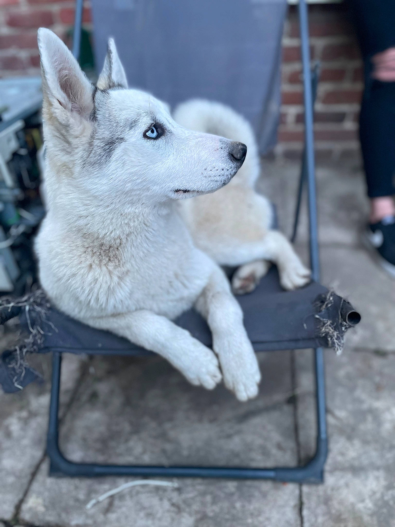 Raya a rejoint le concours — aidez-le/la à gagner de superbes lots ! ancient_dog_breeds, canidae, canis, carnivore, chair, collar, companion_dog, dog, dog_breed, fawn, flooring, fur, human_leg, shorts, snout, sporting_group, tail, winter, working_animal, working_dog