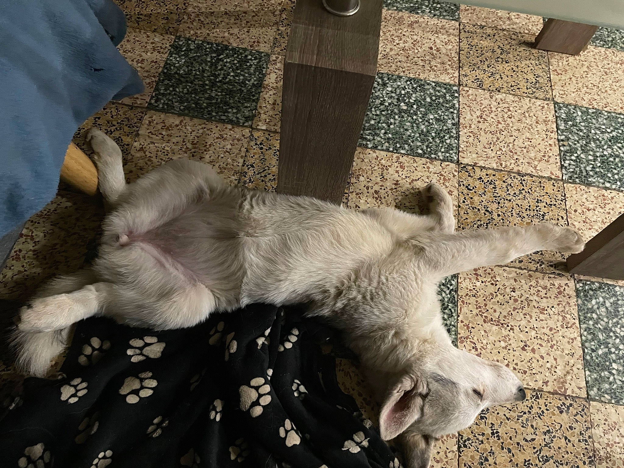 Raya participe au concours pour gagner de l'argent avec cette photo : carnivore, cat, claw, comfort, dog_breed, domestic_short_haired_cat, fawn, felidae, flooring, foot, fur, gesture, grey, paw, small_to_medium_sized_cats, snout, tail, textile, whiskers, wool