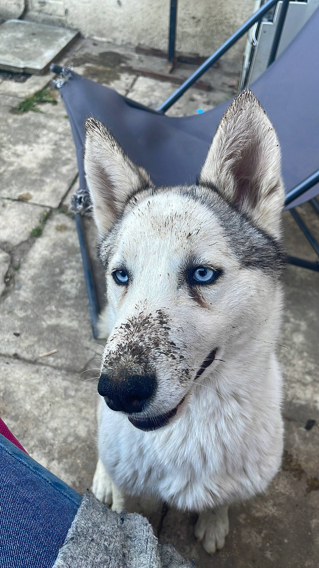 Raya a rejoint le concours — aidez-le/la à gagner de superbes lots ! canidae, canis, carnivore, collar, dog, dog_breed, electric_blue, eye, fawn, fur, jaw, sled_dog, snout, sporting_group, terrestrial_animal, whiskers, wildlife, wolf, working_animal, working_dog