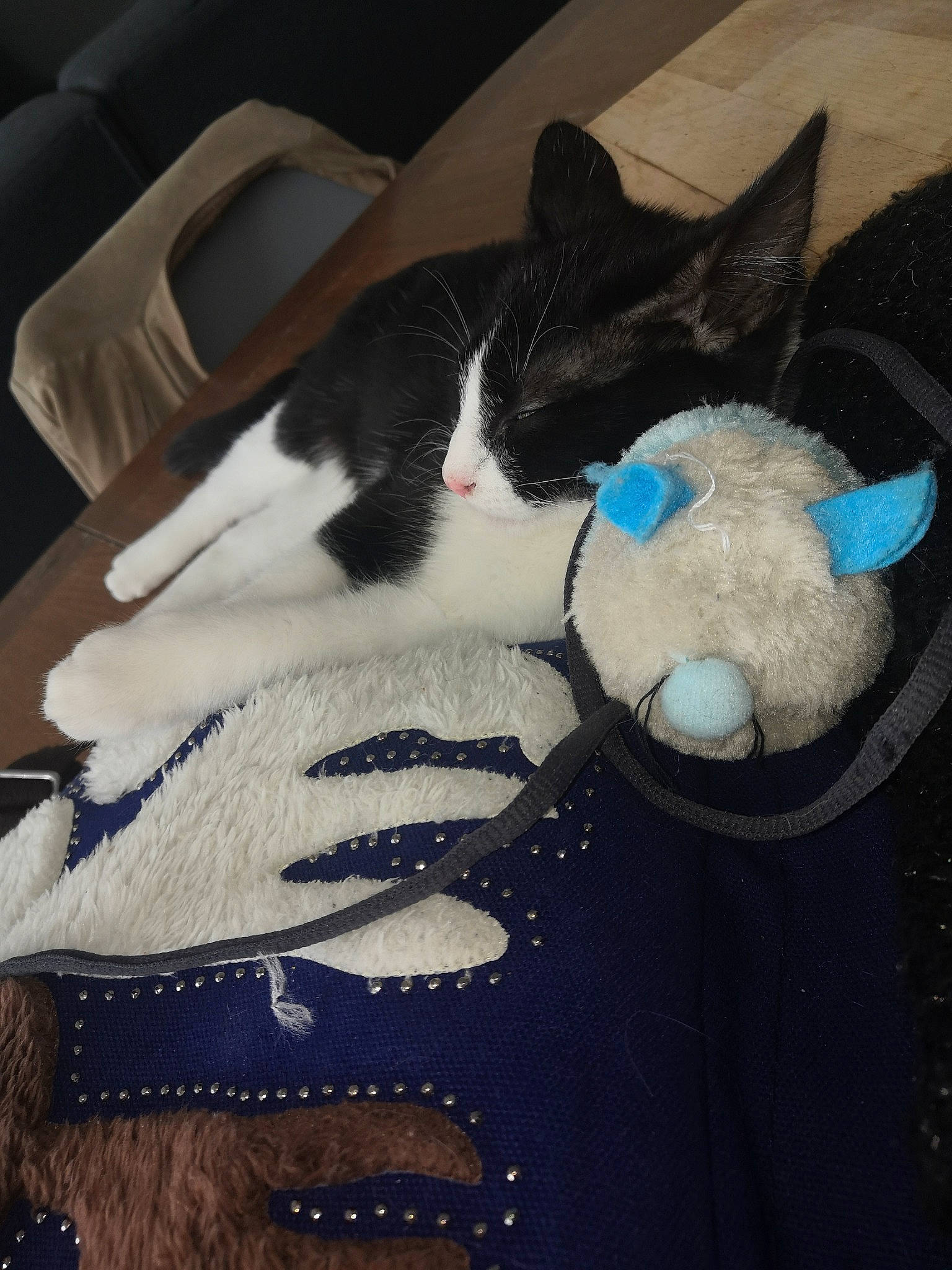 Crapule participe au concours pour gagner de l'argent avec cette photo : black, black_cat, carnivore, cat, felidae, fur, kitten, small_to_medium_sized_cats, tail, whiskers, white