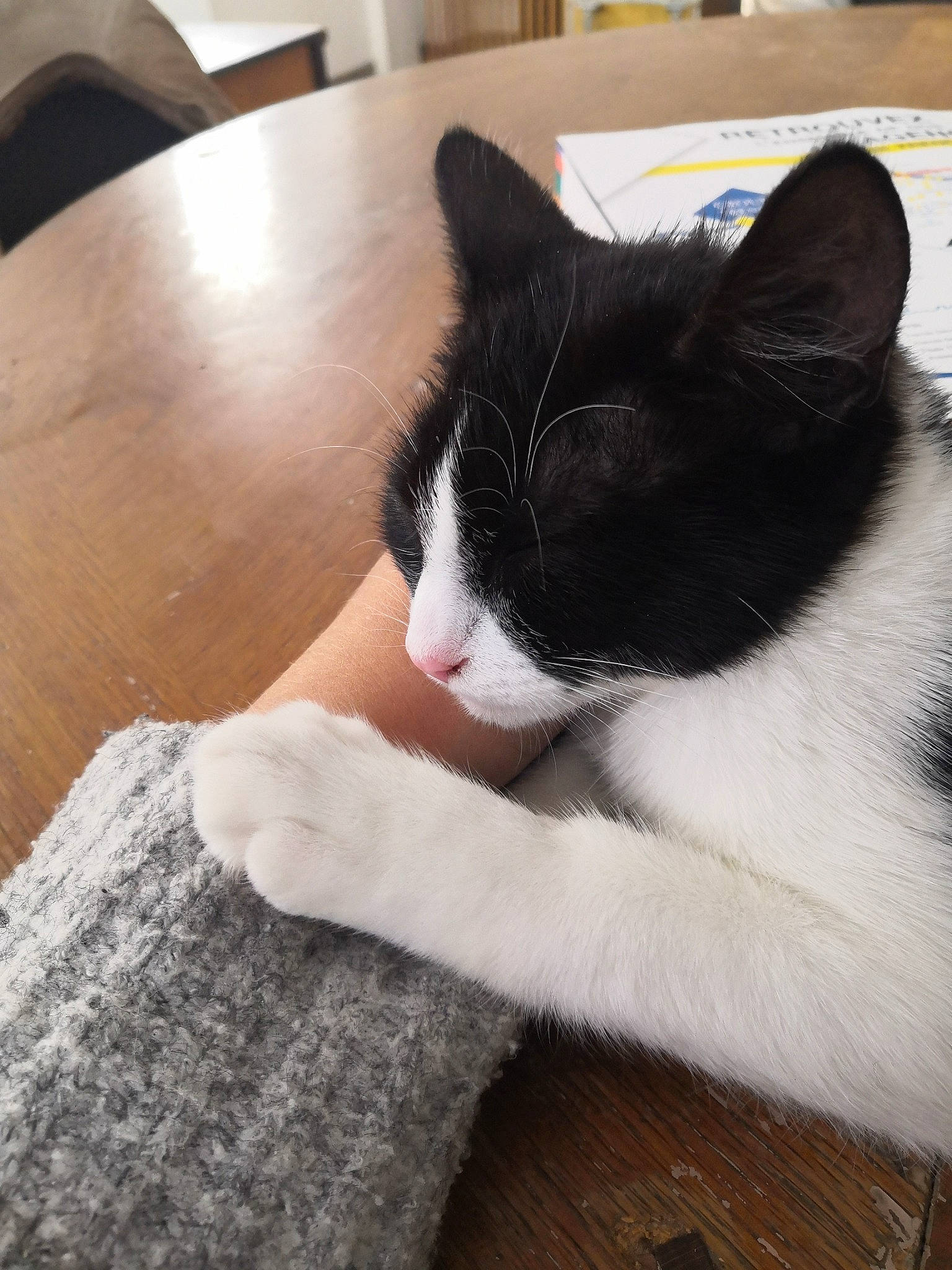 Crapule participe au concours pour gagner de l'argent avec cette photo : black_and_white, black_cat, carnivore, cat, domestic_short_haired_cat, ear, felidae, fur, kitten, nose, polydactyl_cat, small_to_medium_sized_cats, snout, tail, whiskers