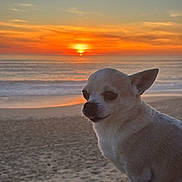 Loulou participe au concours pour gagner de l'argent avec cette photo : dog, chihuahua, beach, sand, sunset, ocean, sky, sun, animal, pet, outdoor, nature, calm, serene, sunlight, water, small_dog, sitting, evening, scenic