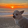 dog, chihuahua, beach, sand, sunset, ocean, sky, sun, animal, pet, outdoor, nature, calm, serene, sunlight, water, small_dog, sitting, evening, scenic