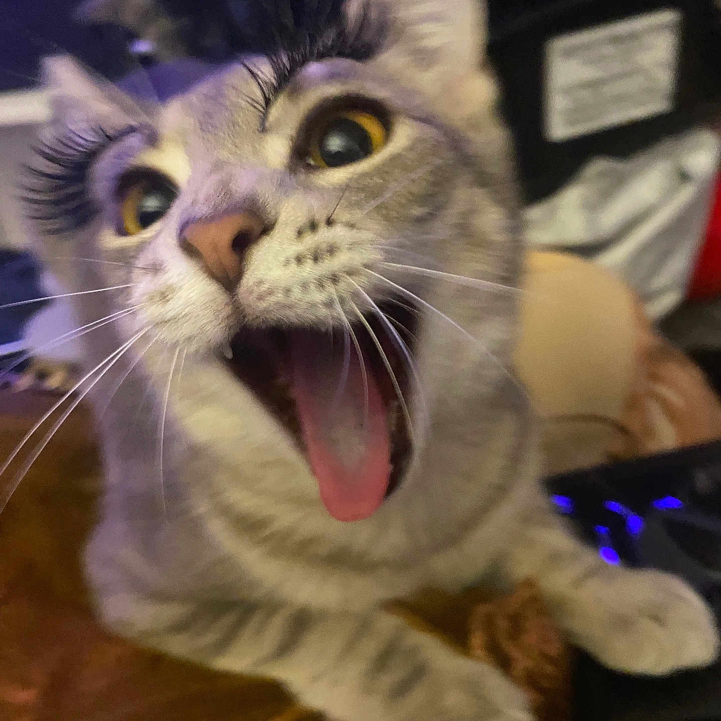 Chanel joined the competition — help win amazing prizes! abyssinian, animal, bodypart, cat, computerhardware, electronics, face, hardware, head, indoors, kitten, manx, mouth, person, pet, photography, portrait, purple, teeth, tongue