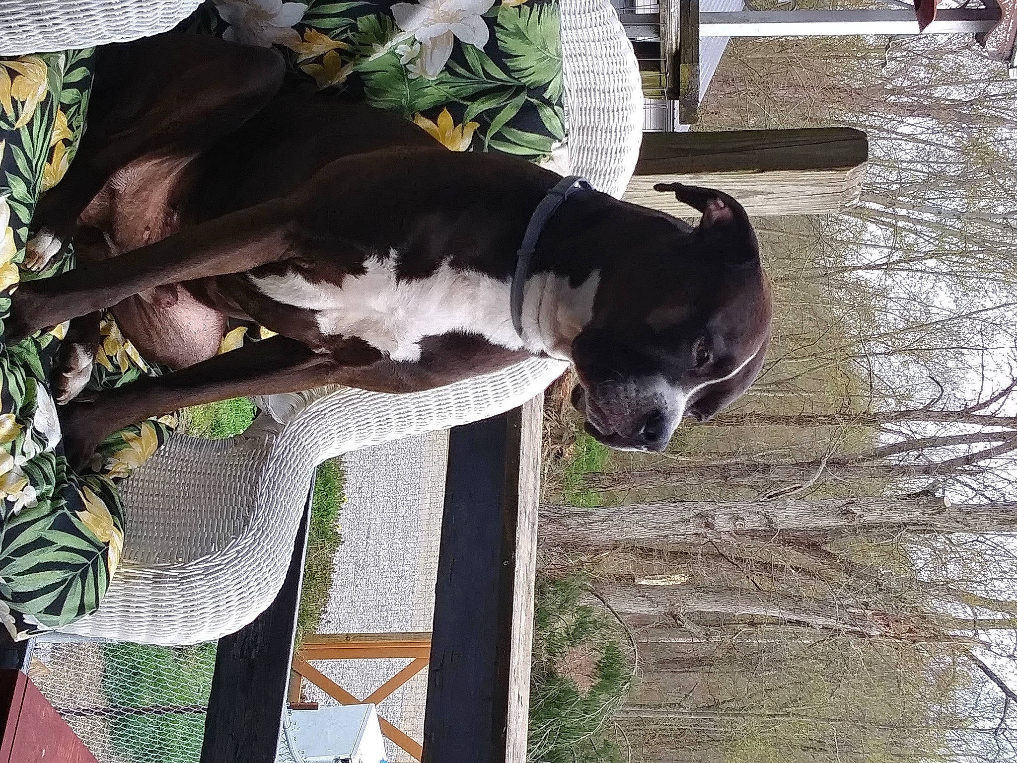 Duke is registered to the contest to win money with this photo: boston_terrier, canidae, carnivore, dog, dog_breed, non_sporting_group, puppy, sporting_group, square, tail