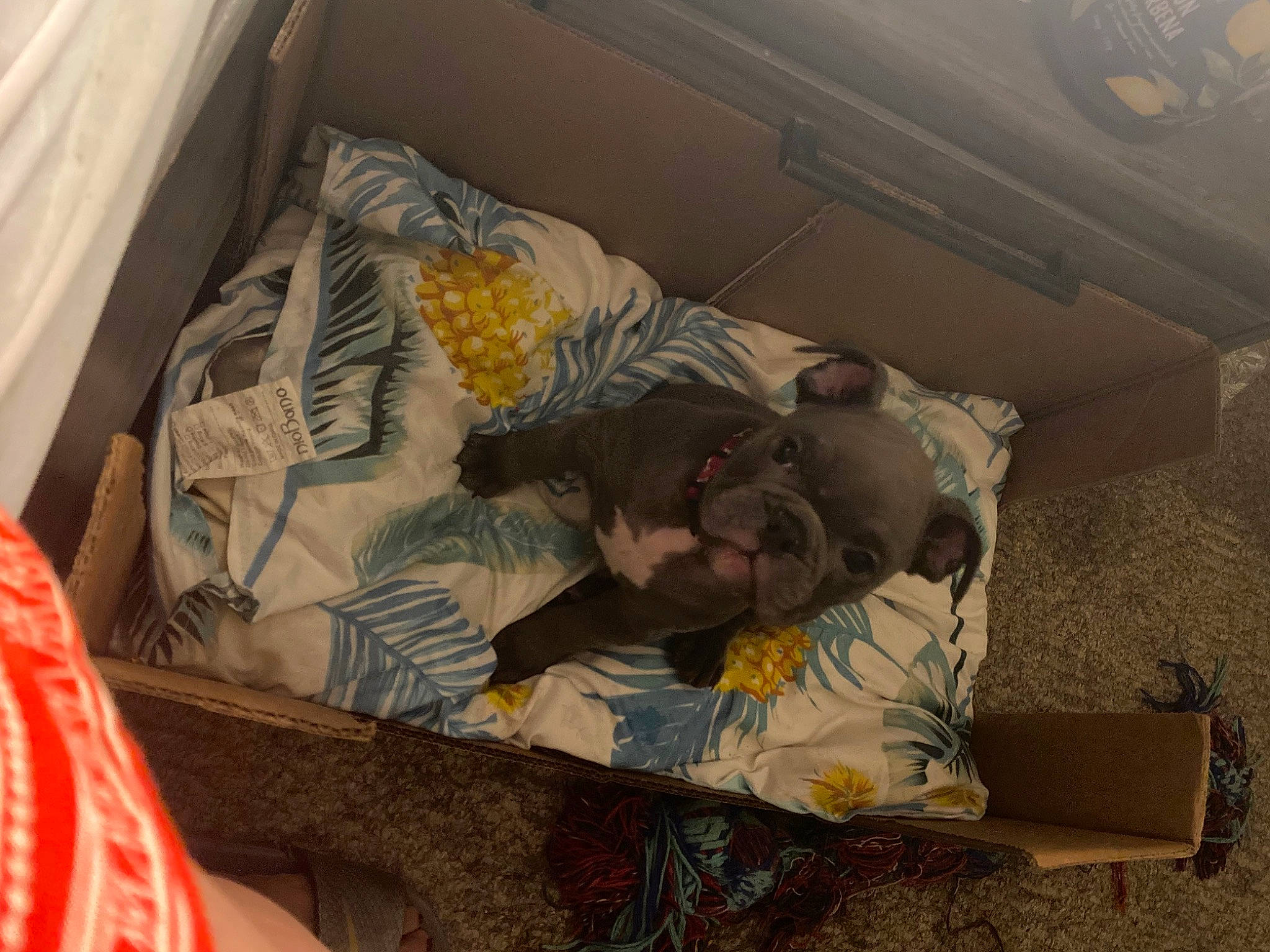 Mazikeen joined the competition — help win amazing prizes! art, bedding, comfort, family_car, linens, nap, room, trunk, visual_arts, wood