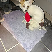 Naïa a rejoint le concours — aidez-le/la à gagner de superbes lots ! bath_mat, bathroom, brown_spot, cute, dog, flash_photography, floor_mats, guilty_expression, home, indoor, looking_at_camera, pet, playful, plush_toy, puppy, slippers, small_dog, tile_floor, tilted_head, white_fur