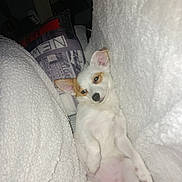 Naïa participe au concours pour gagner de l'argent avec cette photo : animal, blanket, comfort, couch, cozy, dog, ears, fabric, fur, indoor, nose, paw, pet, pillow, puppy, relaxed, resting, sleepy, small_dog, white