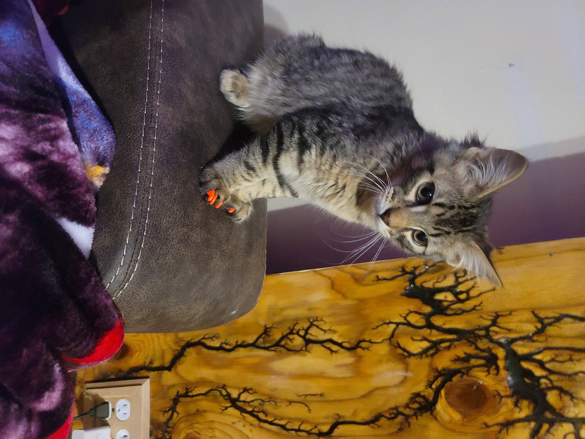 Millie joined the competition — help win amazing prizes! carnivore, cat, claw, comfort, domestic_short_haired_cat, felidae, fur, grey, paw, small_to_medium_sized_cats, tail, whiskers, wood