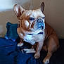 Obasi is registered to the contest to win money with this photo: dog, french_bulldog, pet, animal, indoor, brown, sitting, blanket, pillow, wall, cute, canine, companion, fur, ears, collar, snout, paw, resting, home