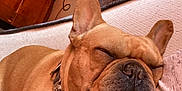 Obasi is registered to the contest to win money with this photo: dog, french_bulldog, sleeping, couch, indoor, pet, cozy, animal, close_up, relaxing, brown, collar, domestic_animal, snout, ears, cute, face, resting, fur, home