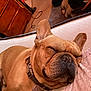 dog, french_bulldog, sleeping, couch, indoor, pet, cozy, animal, close_up, relaxing, brown, collar, domestic_animal, snout, ears, cute, face, resting, fur, home