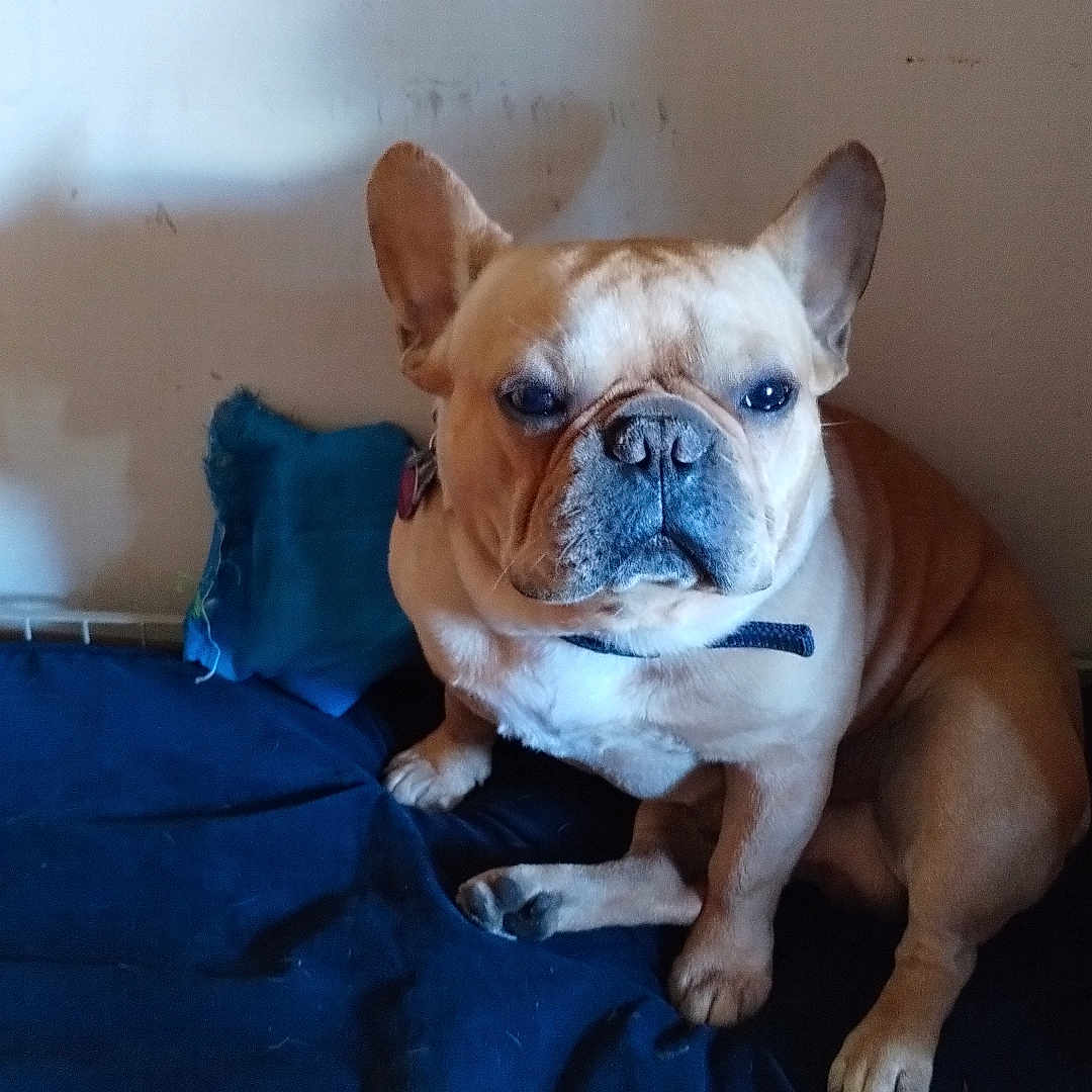 Obasi is registered to the contest to win money with this photo: animal, blanket, brown, canine, collar, companion, cute, dog, domestic, ears, face, french_bulldog, fur, home, indoor, pet, pillow, portrait, resting, sitting