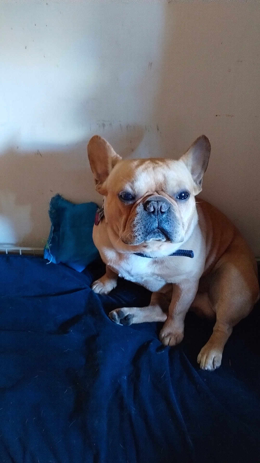 Obasi is registered to the contest to win money with this photo: dog, french_bulldog, pet, animal, indoor, blanket, pillow, brown, cute, sitting, face, ears, fur, collar, resting, home, portrait, canine, companion, domestic