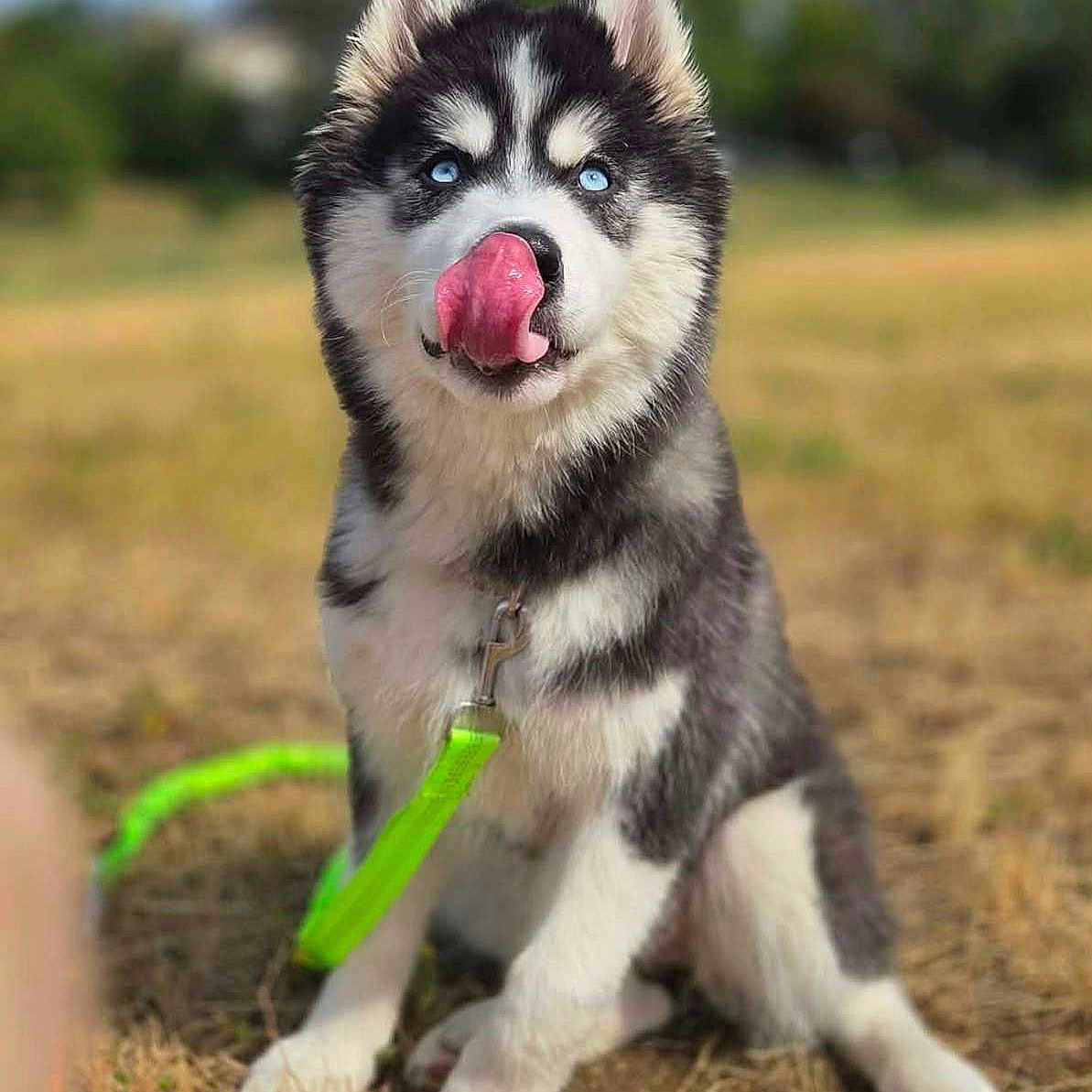 Naya participe au concours pour gagner de l'argent avec cette photo : husky, puppy, dog, blue_eyes, tongue_out, leash, outdoor, grass, field, sitting, young_animal, cute, pet, fur, canine, nature, daylight, animal, playful, tongue