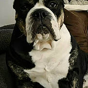 Shiva participe au concours pour gagner de l'argent avec cette photo : bulldog, dog, pet, feather, headpiece, black_and_white, couch, blanket, toy, indoor, portrait, closeup, face, expression, animal, furniture, photo_frame, wall, decor, sitting