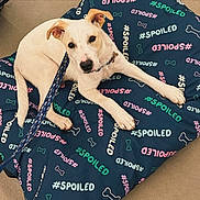 Hard Boiled Egg joined the competition — help win amazing prizes! dog, leash, cushion, text_pattern, bones, indoor, pet, light_fur, collar, resting, curious, paws, floor, cute, animal, canine, relaxed, looking_up, comfort, spoiled