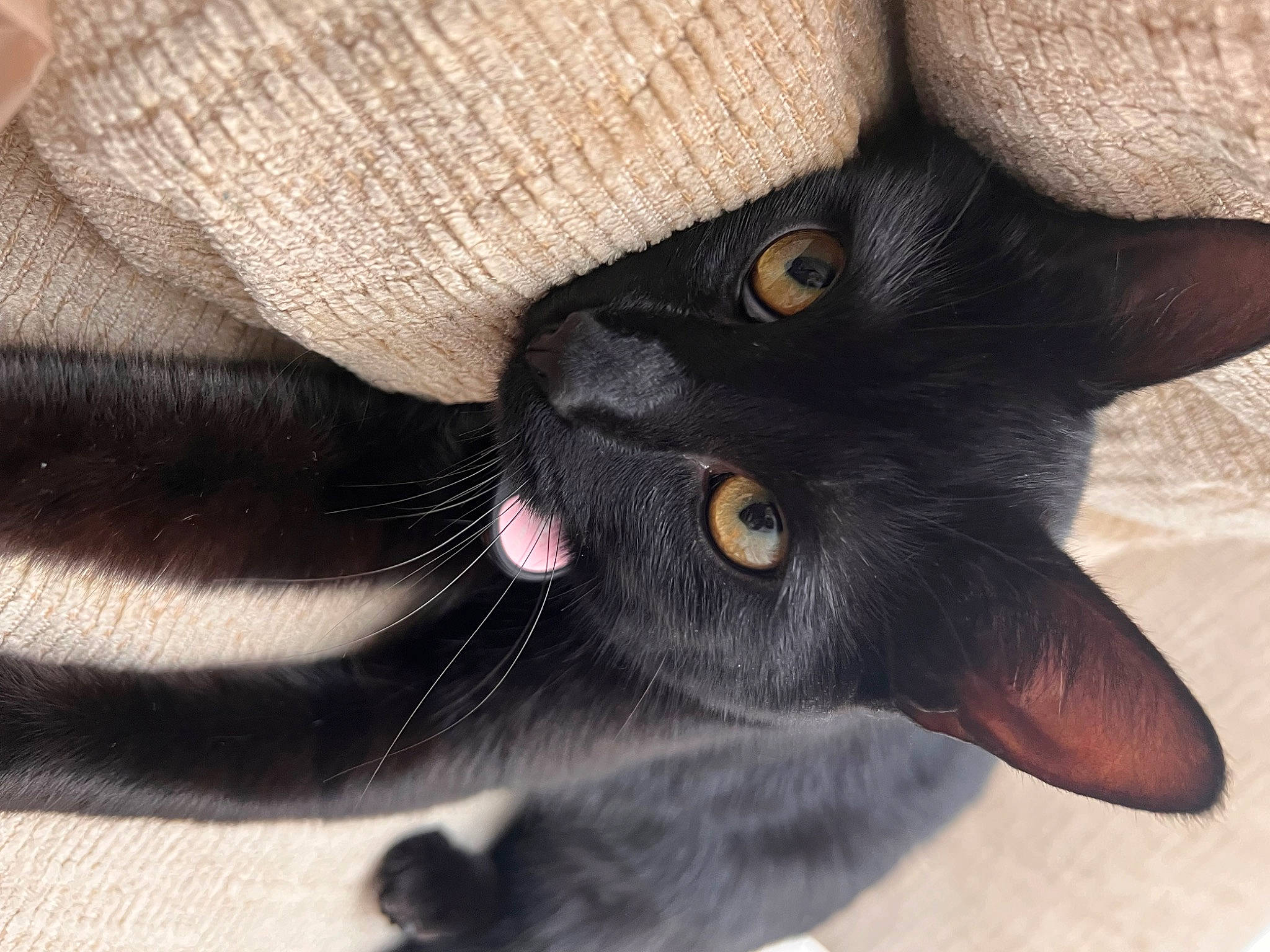 Kuromi Barreto joined the competition — help win amazing prizes! black_cat, bombay, carnivore, cat, claw, comfort, domestic_short_haired_cat, ear, felidae, foot, fur, gesture, leg, nail, paw, small_to_medium_sized_cats, snout, terrestrial_animal, whiskers